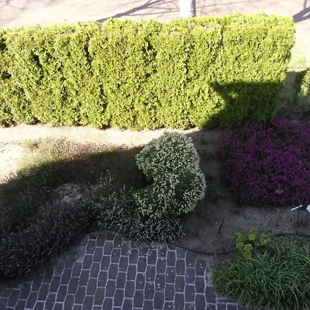 Lindensweet Lindwedel