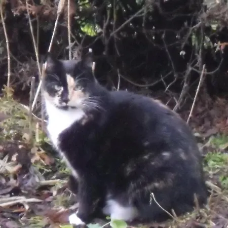 Apartamento Lindensweet