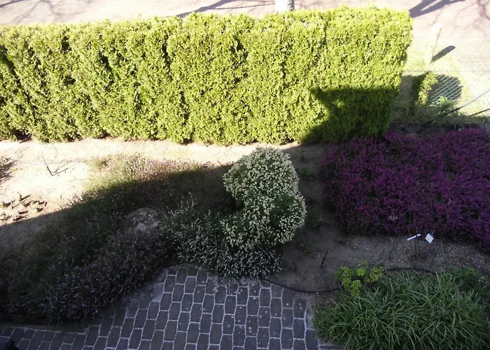 Lindensweet Lindwedel