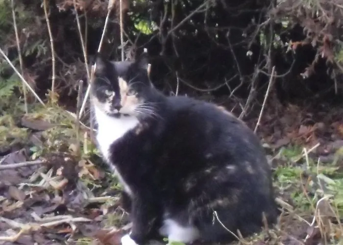 Apartment Lindensweet